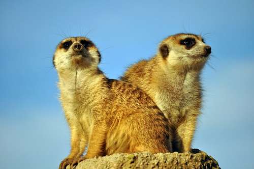issues Meerkat, Mongoose, Animal, Human Events, Social Is