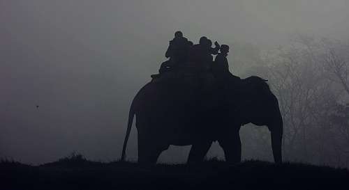 Elephant