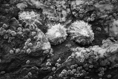 Shells on the rocks