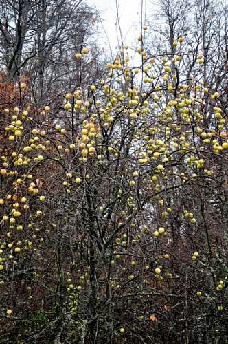 apple, tree, trees, apple, apples, fruit, fruits, 