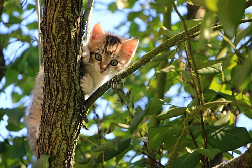 Naughty kitten climbing tree