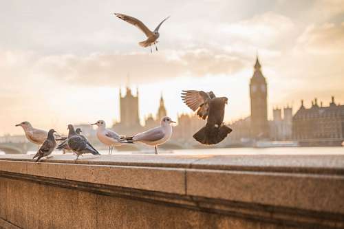 dove-bird Pigeons