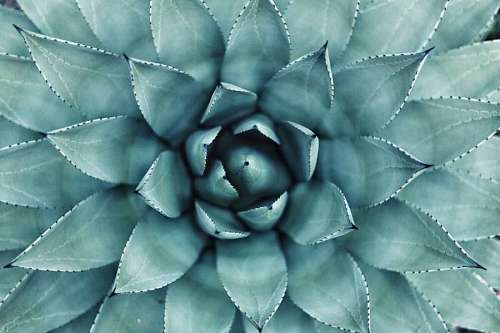 symmetry Succulent