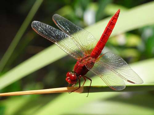 invertebrate Red dragonfly
