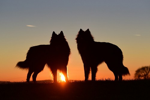 praying  Belgian shepherds in the sunset
