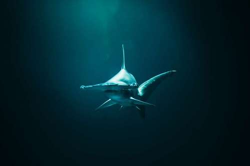 Giant hammerhead shark in deep water