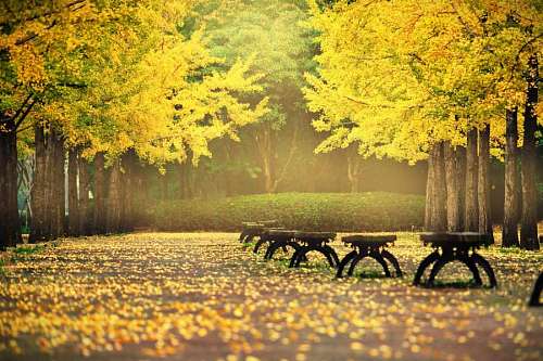 beautiful view of a park with golden trees