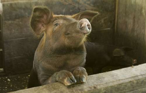 Pig