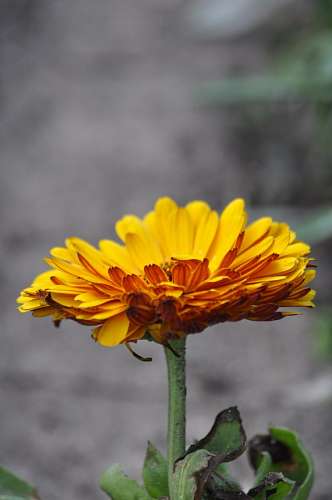 Yellow Flower