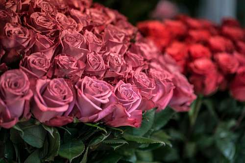 Roses