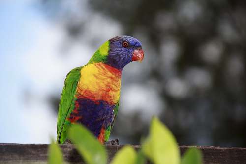 australia lovebirds
