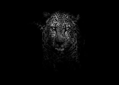 staring Leopard black and white