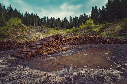 timber 