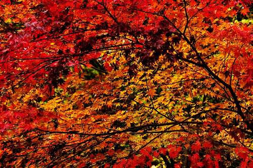 sunset, background, background, autumn, leaf, leav
