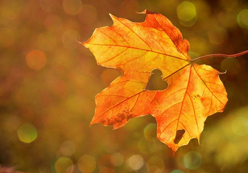 toned Autumn leaf with heart in the center