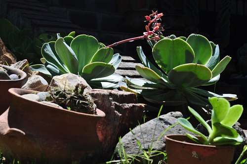 succulent Cactus