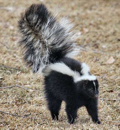 smell Skunk