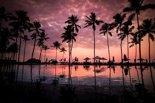 Pool landscape with tropical palm trees at sunset