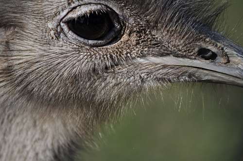 height Ostrich
