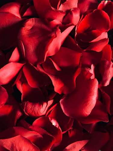 Red rose petals