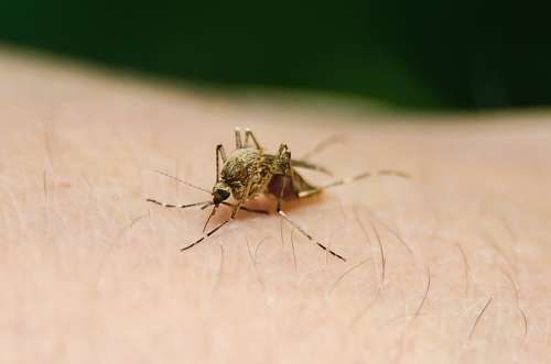 bite-sized mosquito