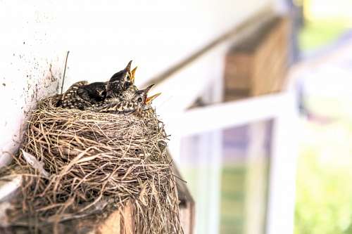 baby birds nest