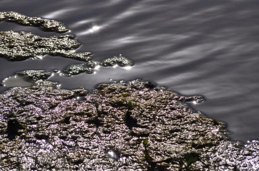 Texture, Textures, Water Reflection Lake 