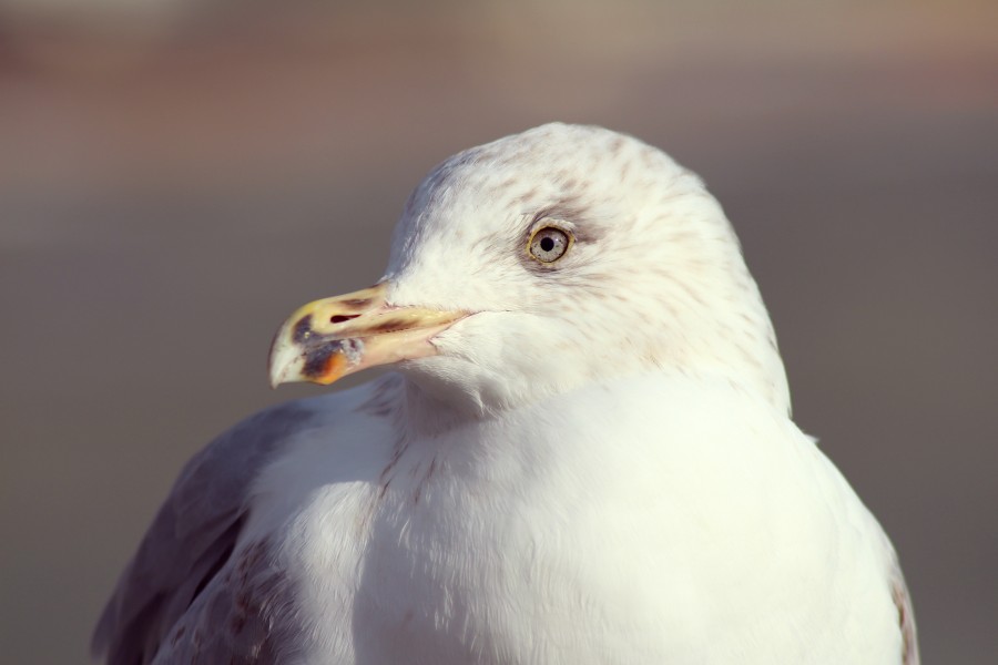 bird, seagull, close-up, animal, white, look,
