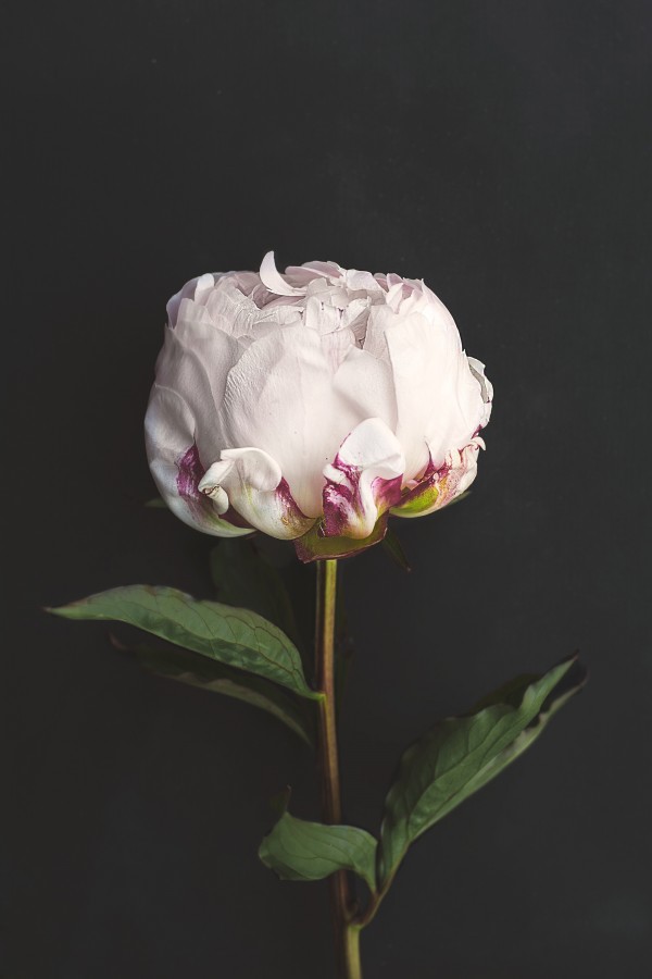 pink, flower, artificial, plastic, imitation,