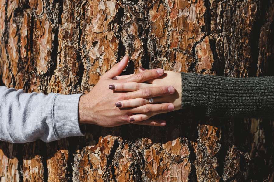 love, couple, hands, tree, nature, exterior, concept, union, strength, natural, day, bark, trunk,
