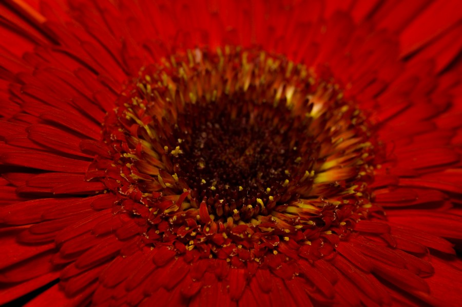 beautiful, flower, flora, flowers, wallpapers hd, leaves, nature, beauty, natural, leaves, spring, bud, petals, color gradient, flower, gerberas, Background