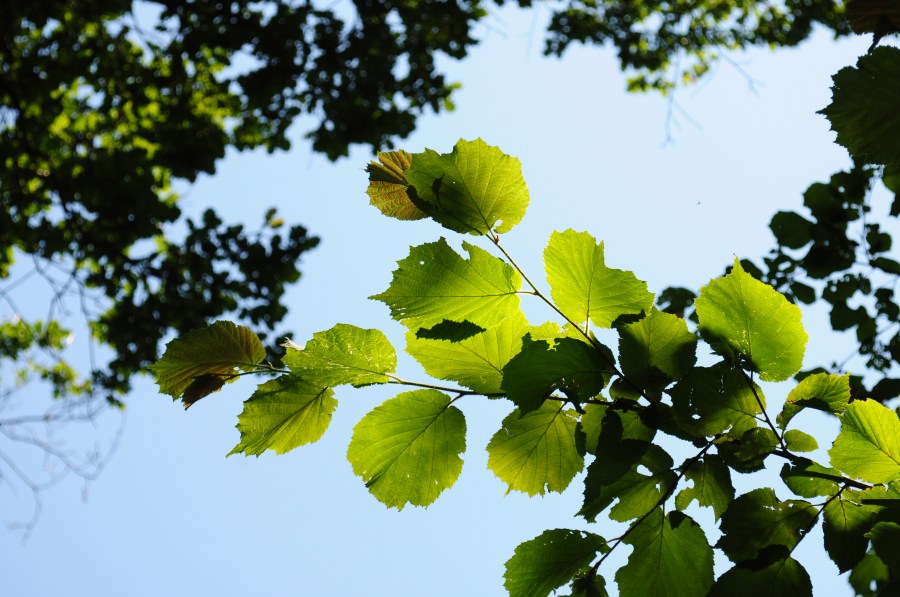  background, landscape, arbo, leaf, leaves, green, spring, reflection, nobody, nature,