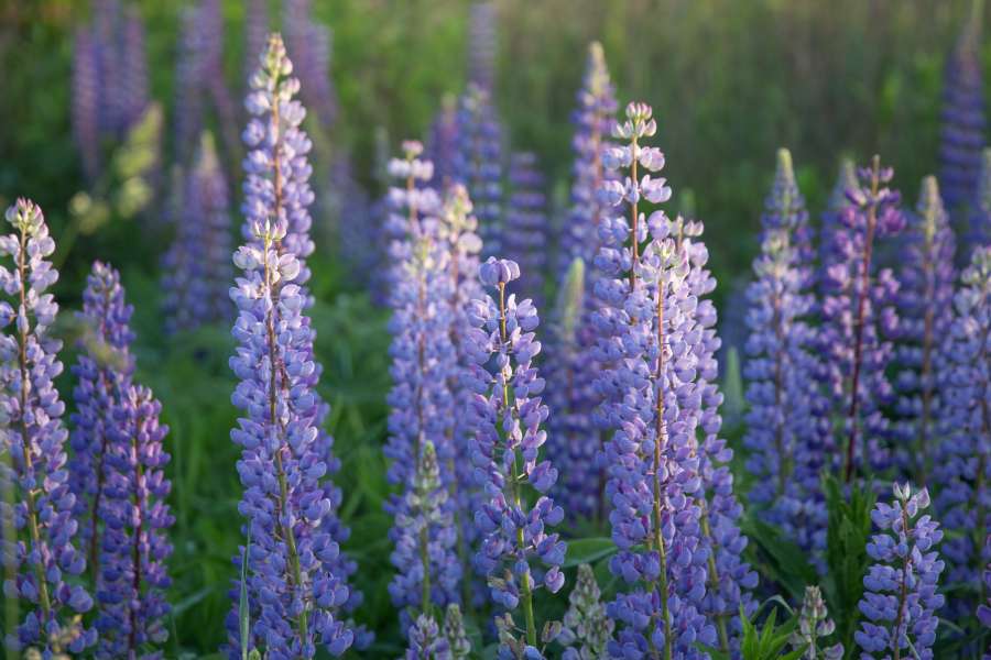 plant, field, lavender, flower, purple, nature, aroma, beautiful, violet, background, garden, summer, herbal, natural, herb, blossom, floral, aromatherapy, blue, blooming, beauty, bloom, perfume, provence, countryside, french, color, agriculture, green, gardening, bunch, white, landscape, fragrance, fragrant, isolated, colorful, health, aromatic, scented, france, sunset, light, closeup, vector, outdoor, sunshine, fresh, flora, relaxation