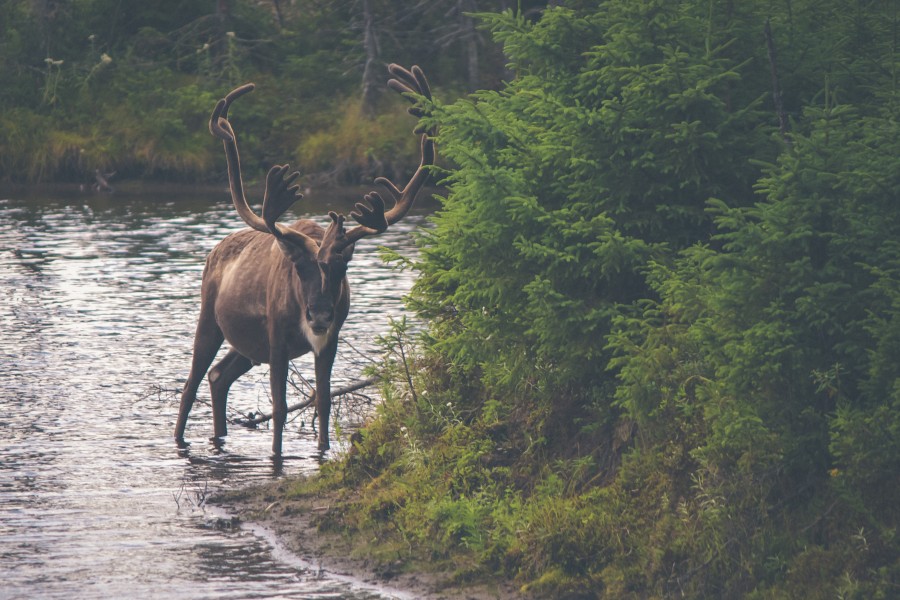 animal, horn, horns, antlers, elk, forest, river, mammal,