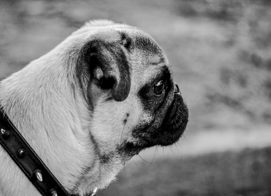 Dog, Pets, Pug Carlino, White and Black, Animal, Side View