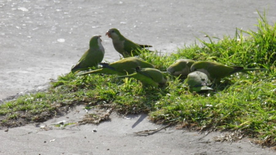 Medium group of animals, parrot, parrots, green, birds, shore 