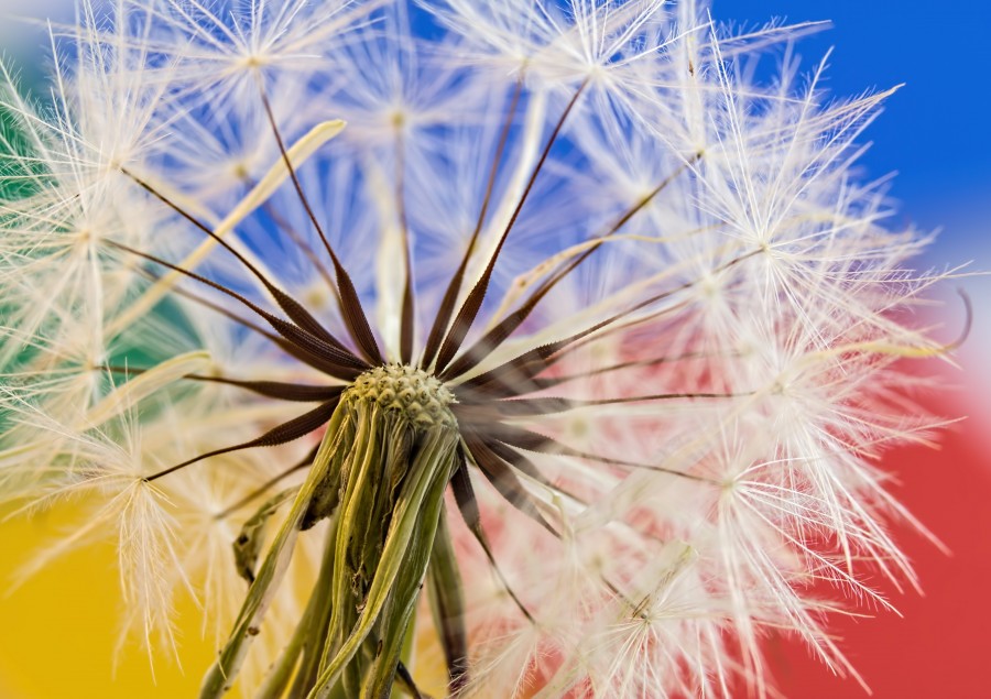 dandelion, flower, colors, colorful, close-up, nature,
