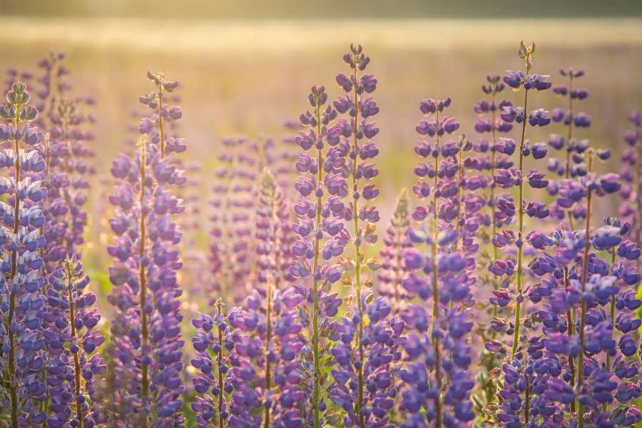 lavender, purple, field, nature, flower, beautiful, landscape, summer, violet, plant, blooming, aromatherapy, natural, provence, aroma, france, color, background, beauty, countryside, agriculture, blossom, bloom, french, garden, herb, fragrant, perfume, sunset, colorful, floral, herbal, scented, sky, lines, europe, fragrance, flora, rural, botanical, botany, scenic, valensole, relaxation, scent, clouds, outdoors, vibrant, sunlight, harvest