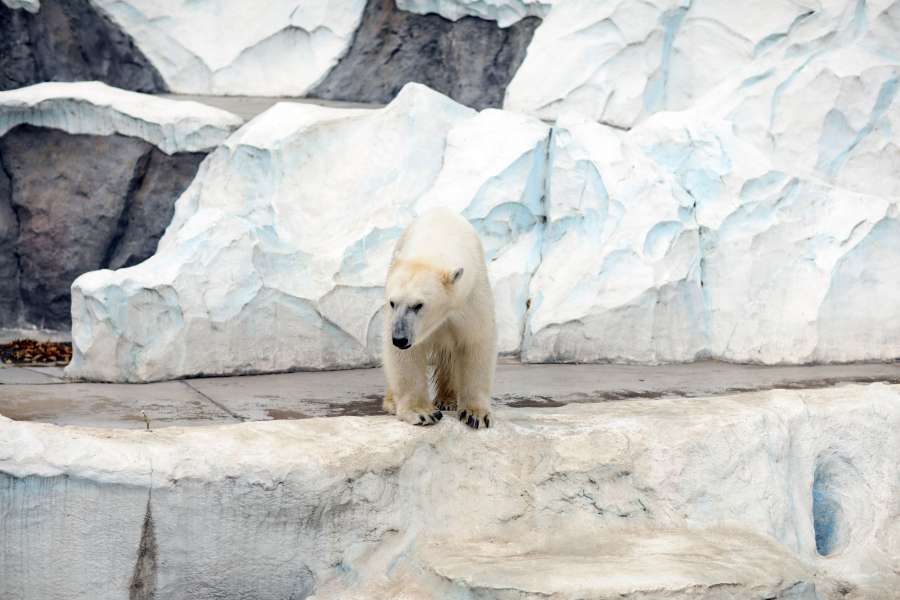 animal ,arctic ,arctic animal ,bear ,boar ,boars ,cubs ,polar bear ,tokyo ,white