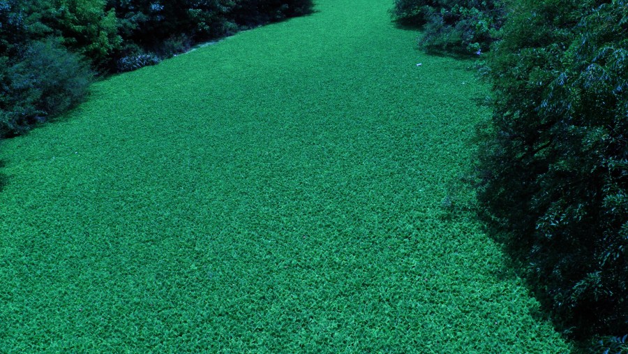 Algae, texture, Textures, Green, Marino 