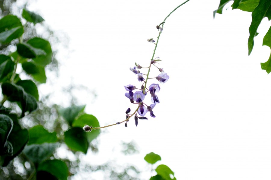 leaf, flower, flowers, nature, purple, front view, green, out of focus, purple, spring, background, background, 