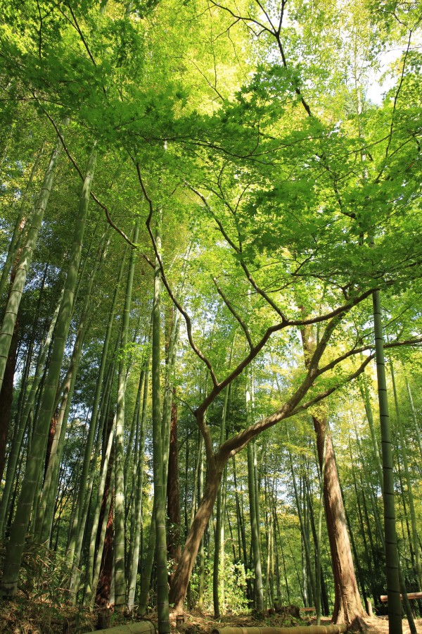 bamboo, forest, day, nature, nobody, reed, cane,
