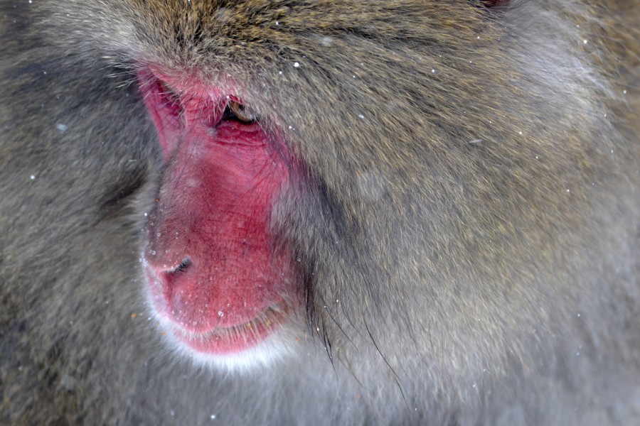 monkey, Japan, Japanese, Japanese macaque, ape, hairy, hair, fur, cold, winter, red, red face, nature, animal, one, close-up