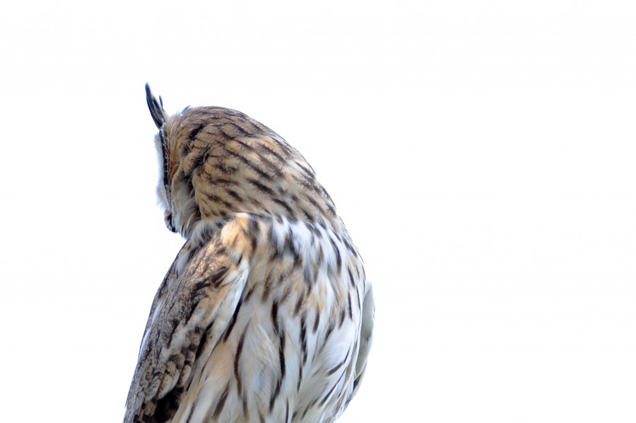One animal, owl, white background, back view