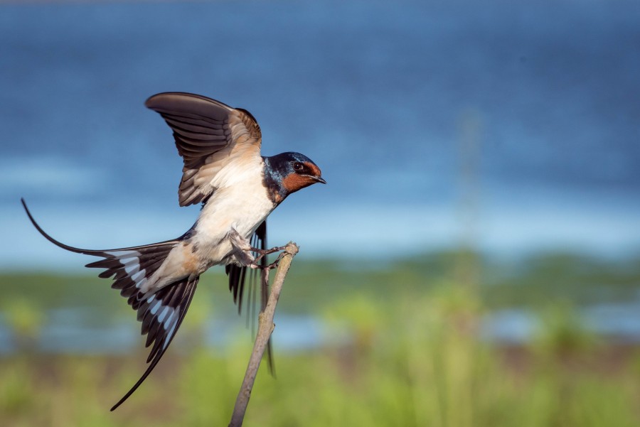 bird, nobody, wing, wings, display, flight, flying, foreground, nature, wildlife,