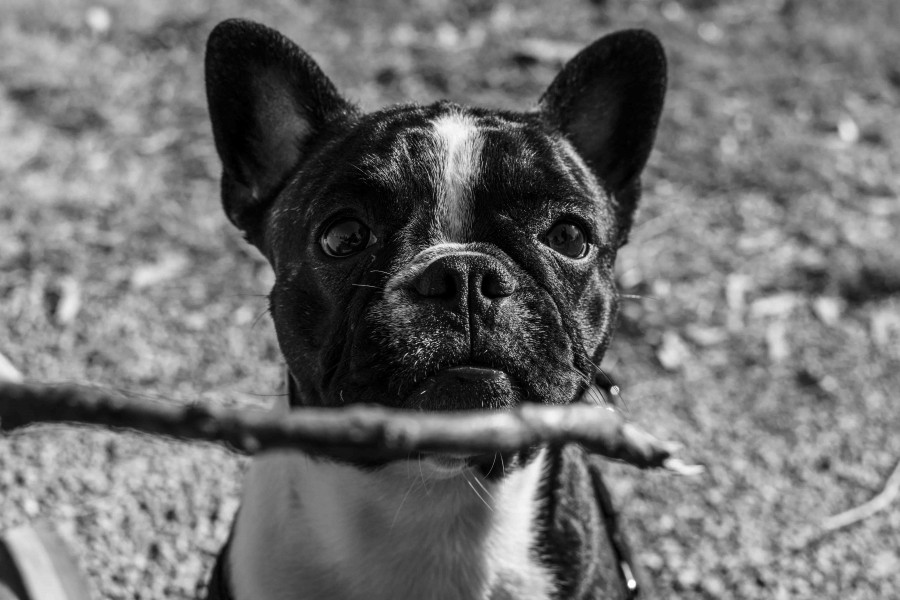 French Bulldog, Dog, Animal, Pets