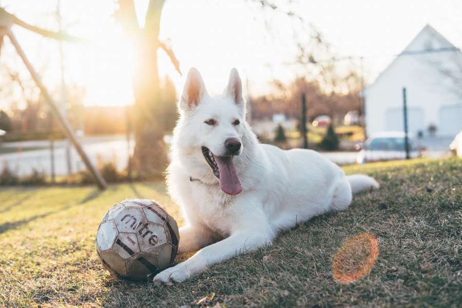 dog, pet, animal, outside, one, day, game, play, happy, ball, garden,