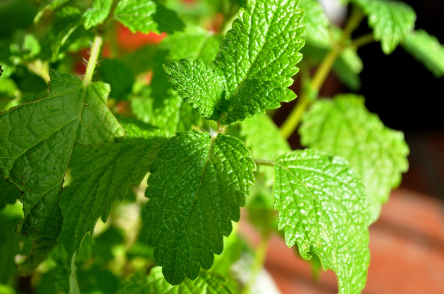 plant, leaf, leaves, mint, aromatic, aromatic, flavor, natural, nature, green, summer, garden,
