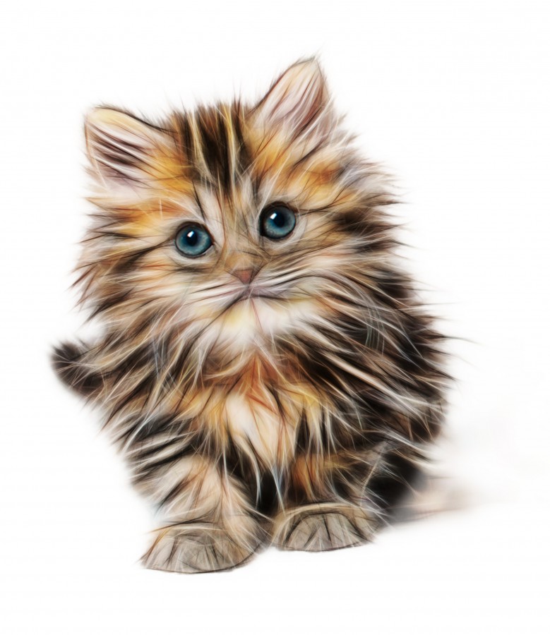 Drawing, 3d, art, drawing of cat, Hd wallpapers, 4k wallpapers, 4k resolution, screensaver, Kitten, cat baby, young animals, aggressive, hunt, cat, Skins, lovely, animals, carnivores, cute, fluffy, Hair, baby, mammal, paw, pets, playful, portrait, Thoroughbred, curious, wanted, free photos, Free images, domestic cat, animal head, portrait, Domestic Cat, Cute, Kitten, Animal, Photography, Looking At Camera, Domestic Animals, Young Animal, Color, Day, Horizontal, Indoors, Pets, No People, Animal Eye, Animal Body Part, Animal Themes, An animal, adorable, cute, pet, furry, mane, Colors, hairs, stripes, feline, pussycat, micifuz, michino, madrileño, felido, gatuno