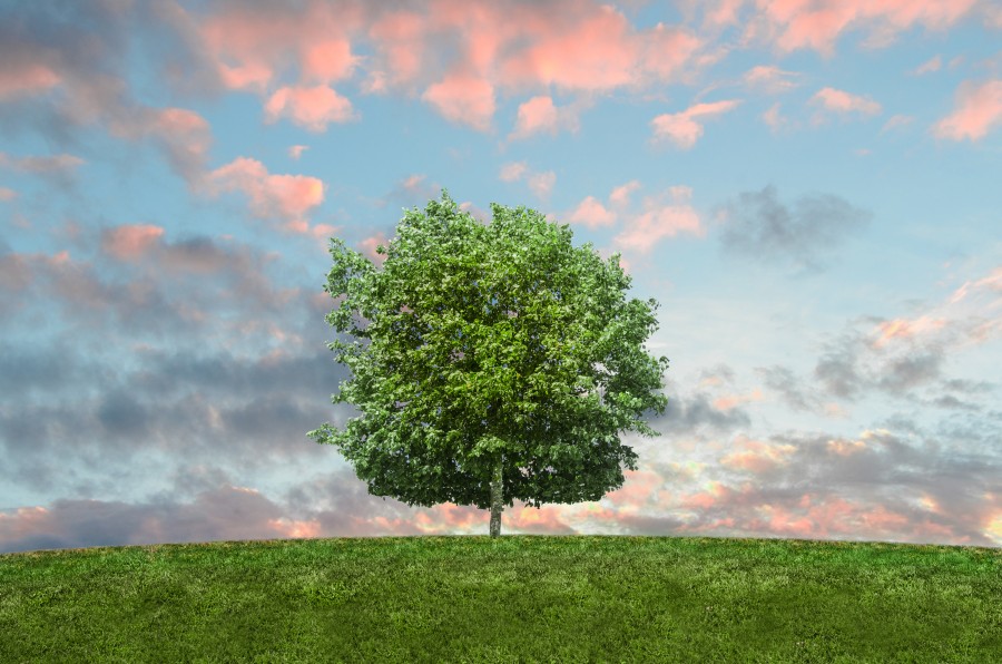 tree, green, grass, field, sky, clouds, sunshine, summer, nature, outdoors, 